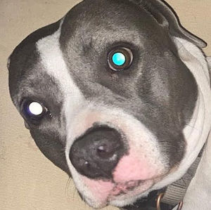 Meet your Posher, Veronica